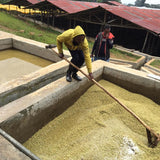 Ethiopia Ayla