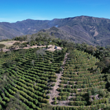 Bolivia Floripondio