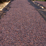 Ethiopia Jigesa