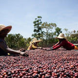 Ethiopia Ayla