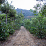 Guatemala Hacienda Carmona