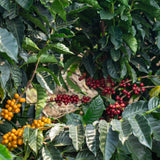 Bolivia Sol de Manaña