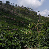 Bolivia Sol de Manaña