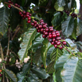 Brazil Fazenda Progresso