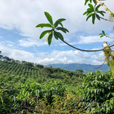 Ecuador Finca La Carolina