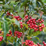Ecuador Finca La Josefina