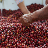 Ecuador Finca La Carolina