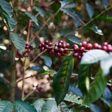 Ecuador Finca La Carolina