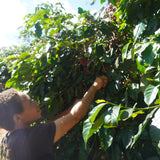 Papua New Guinea Baroida Estate