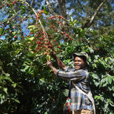 Papua New Guinea Baroida Estate