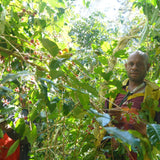 Papua New Guinea Baroida Estate