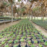 Burundi Gahahe