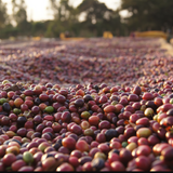 Ethiopia Bombe