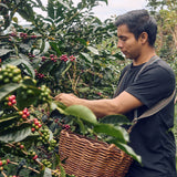 Peru Finca El Morito