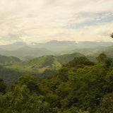 Ecuador Finca La Josefina