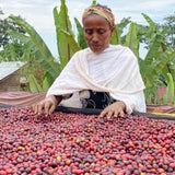 Ethiopia Laba Gesha