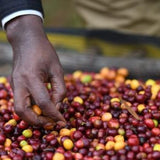 Ethiopia Laba Gesha