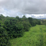 Papua New Guinea Baroida Estate