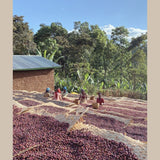 Ethiopia Ela Tenacha